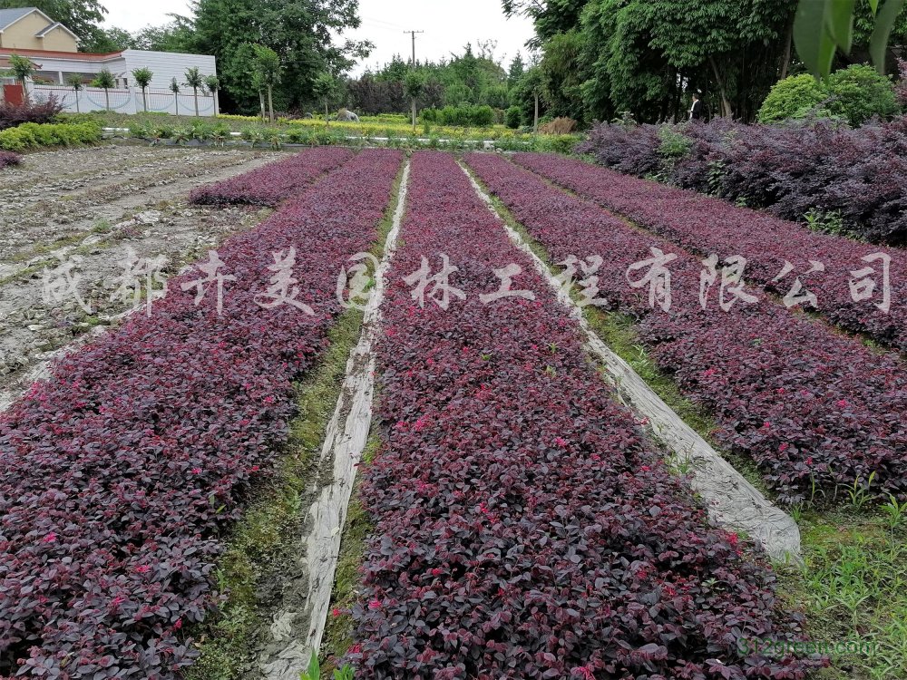 供应15-30厘米红继木杯苗