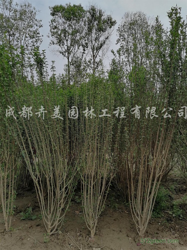 供应木槿花