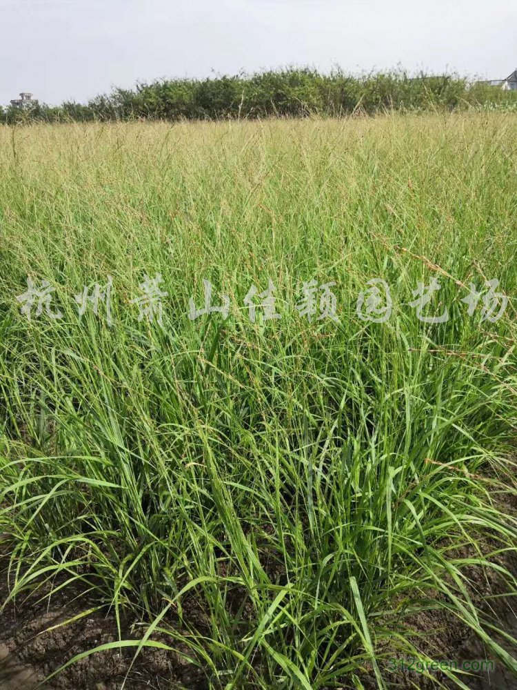 供应柳枝稷、细叶芒、花叶芒、晨光芒