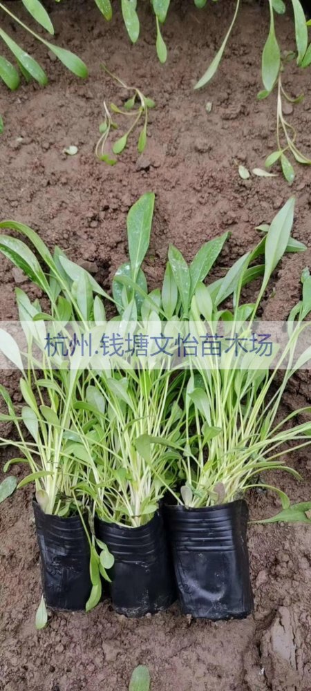 供应H20金鸡菊