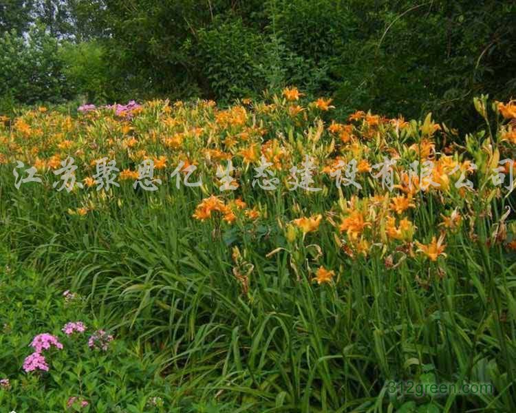 供应大花萱草、樱花苗木绿化工程苗木