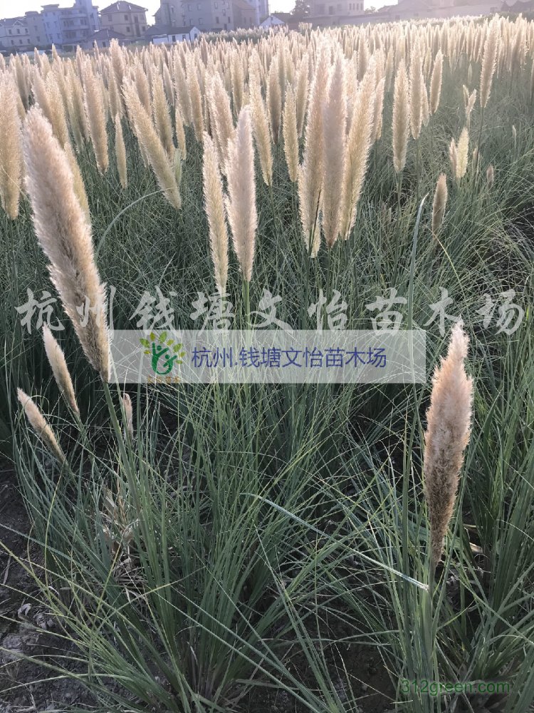 供应花叶蒲苇、矮蒲苇、蒲苇-产地供应