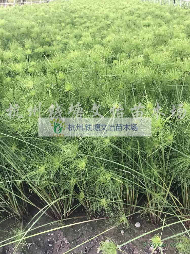 供应纸莎草、聚草、苦草-各类水草