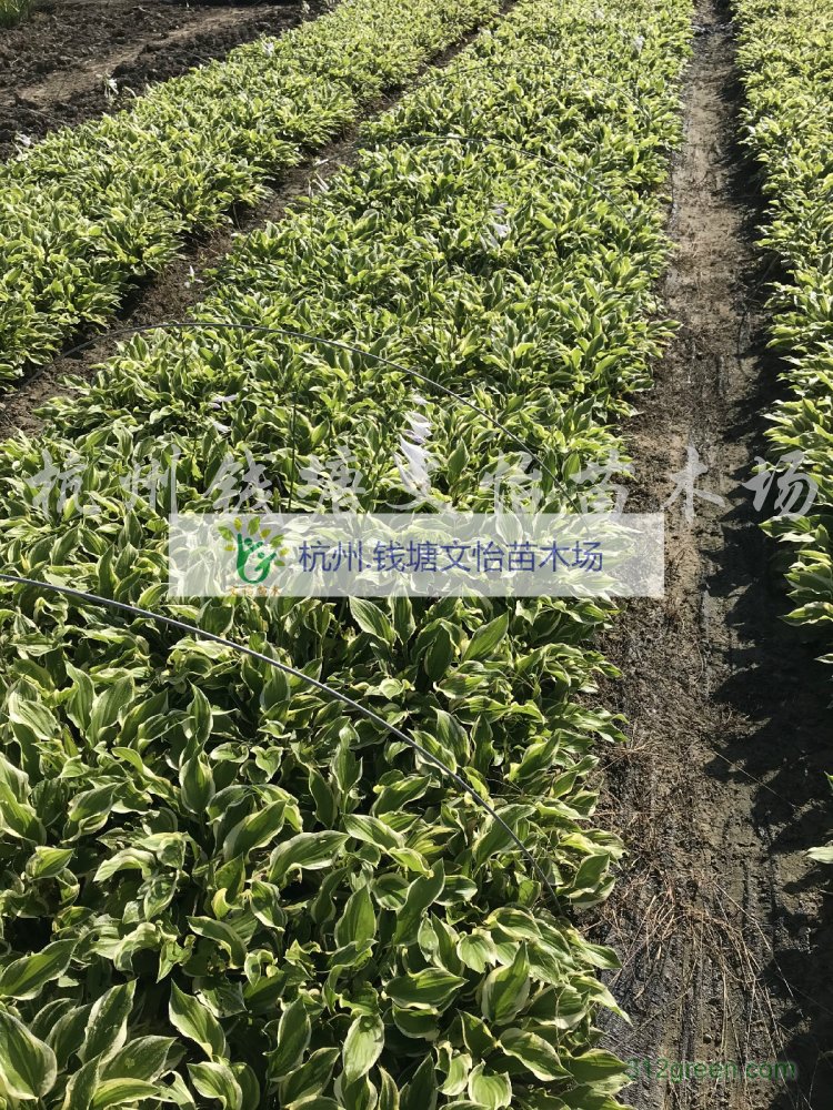 供应花叶玉簪