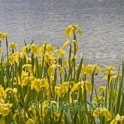 供应黄花鸢尾、黄菖蒲