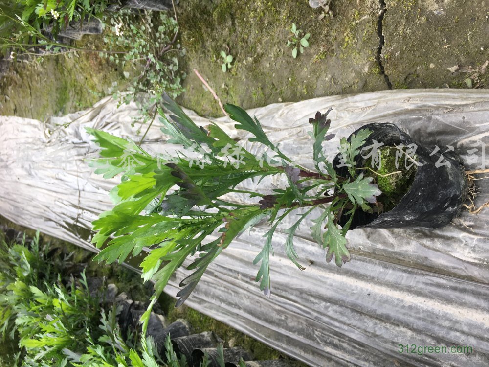 供应木春菊水生植物、地被苗木