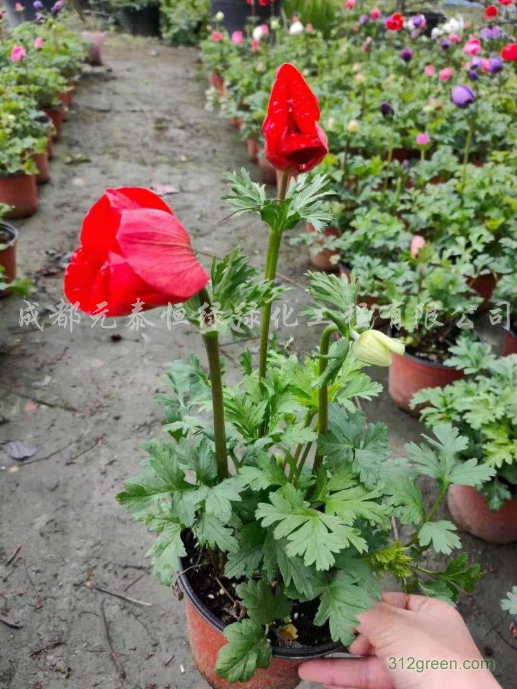 供应银莲花水生植物、地被苗木