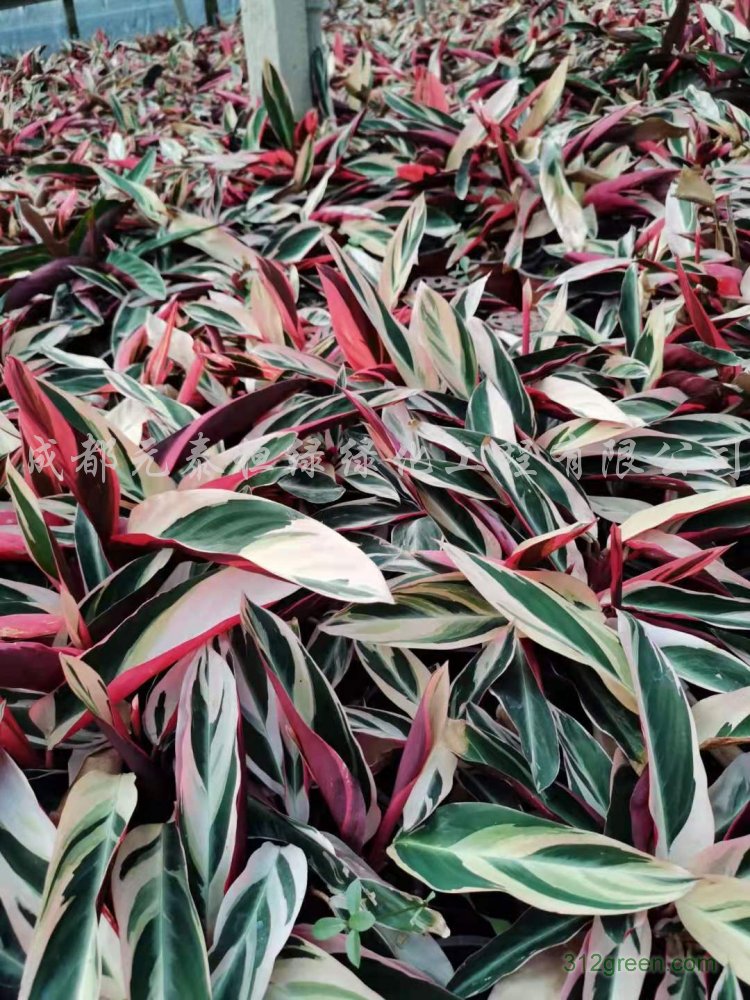 供应七彩竹芋水生植物、地被苗木