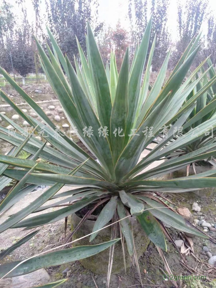 供应剑麻水生植物、地被苗木