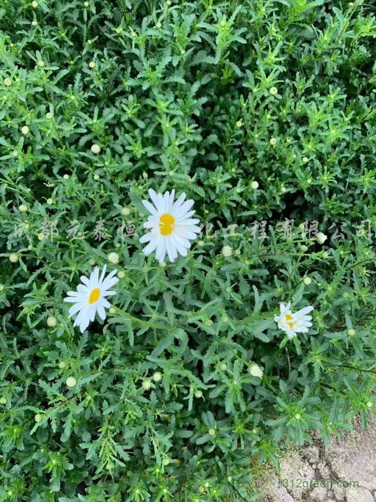 供应大滨菊水生植物、地被苗木