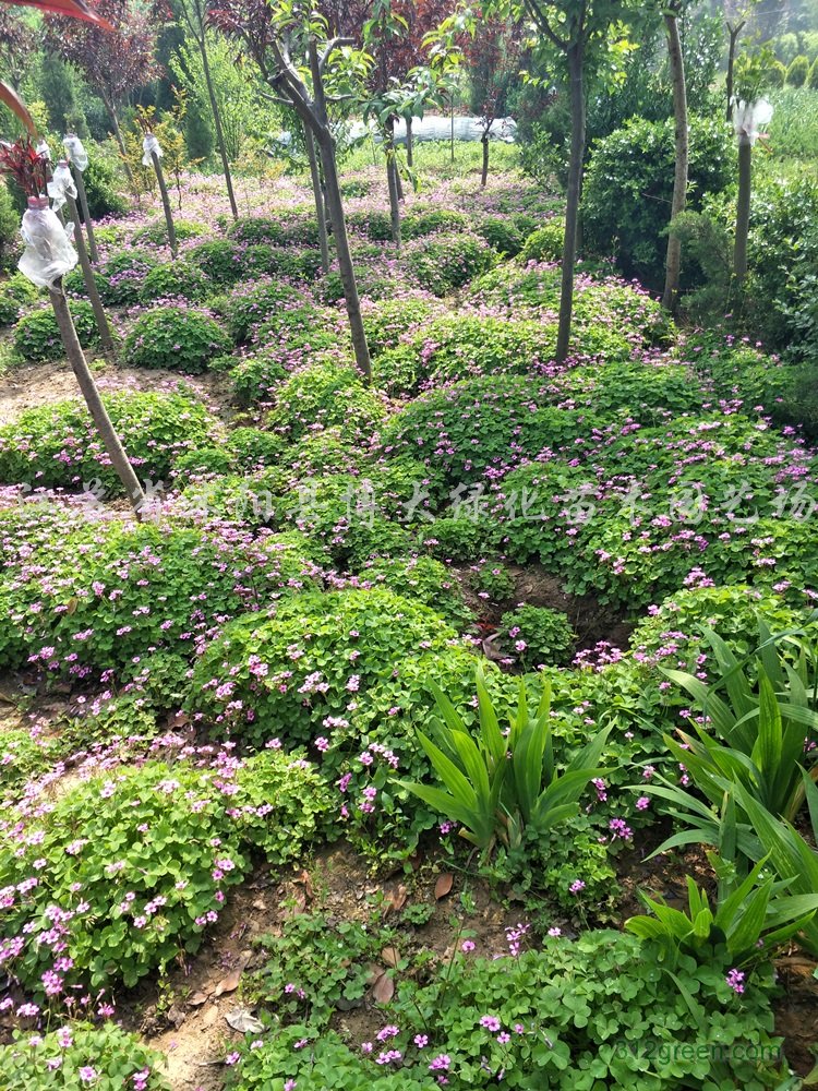 供应红花酢浆草、红花草、红花醡浆草