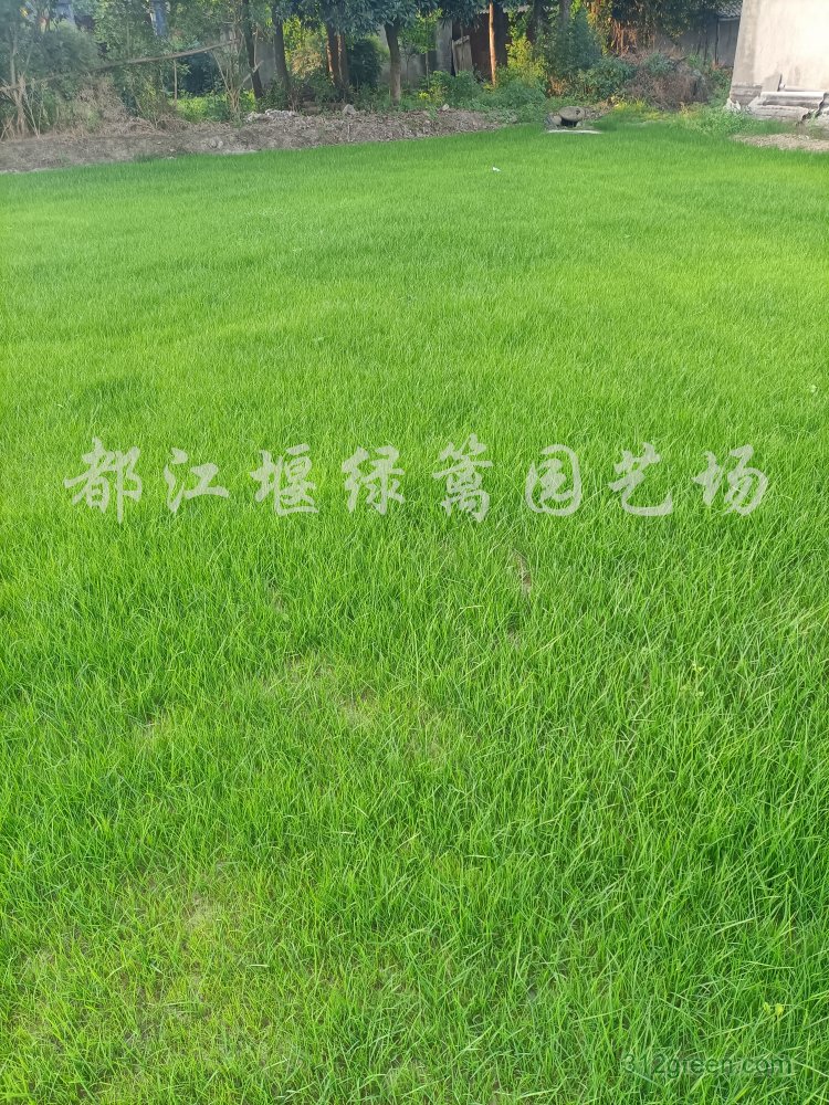 供应混播草