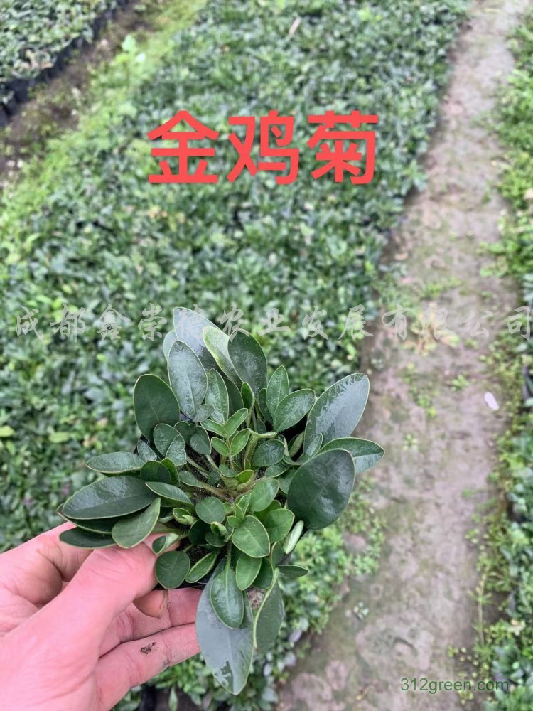 供应金鸡菊