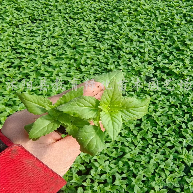 供应夏堇培育基地紫蓝色花色美丽