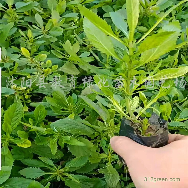 供应柳叶马鞭草花海景观用耐旱能力强观赏期长