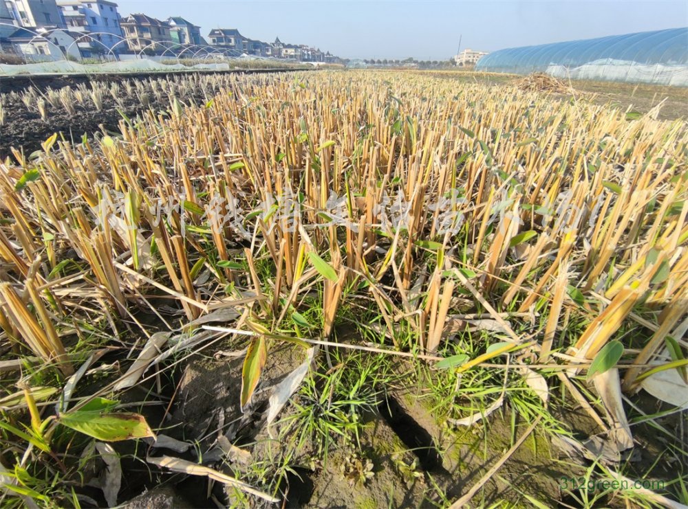 供应再力花绿化小苗