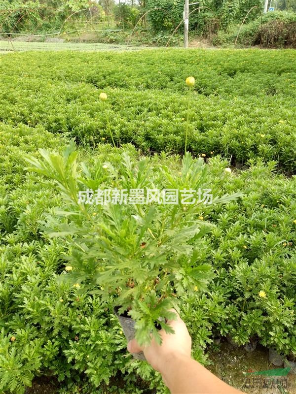 木春菊