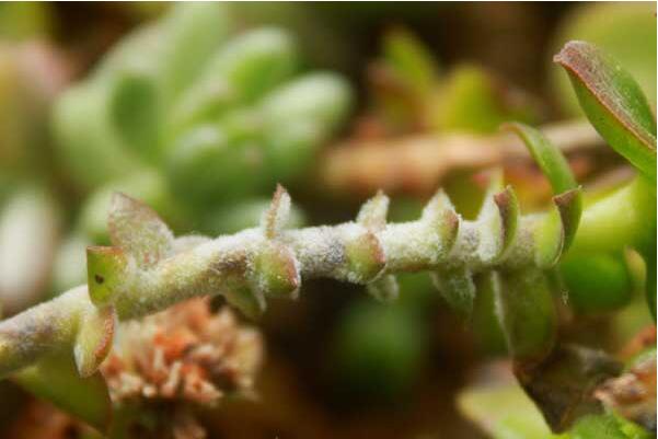 春夏之交如何防治多肉植物发霉