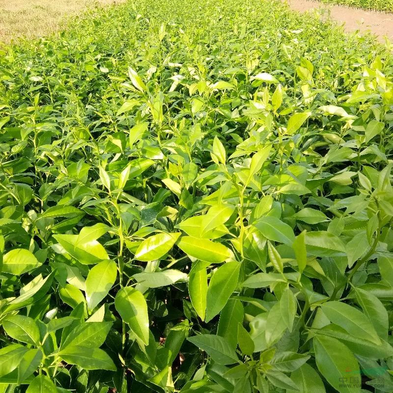 香橙沃柑苗