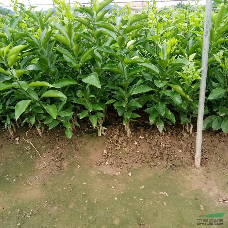 091沃柑苗 柑橘苗