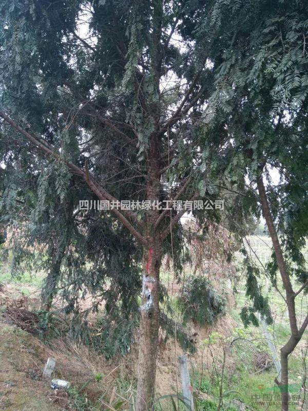 批发各种规格红豆杉