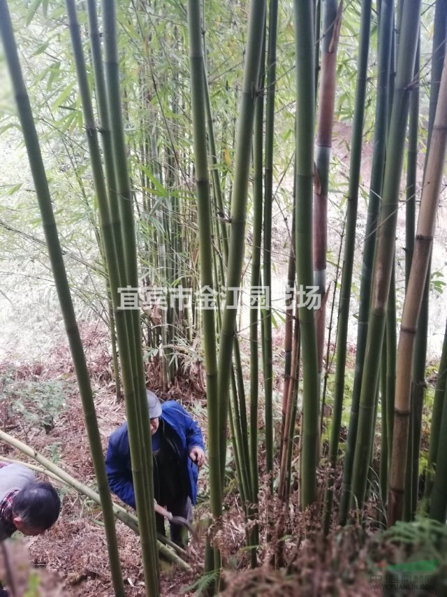 苦竹批发苦竹价格实惠供应苦竹班竹，楠竹箭竹