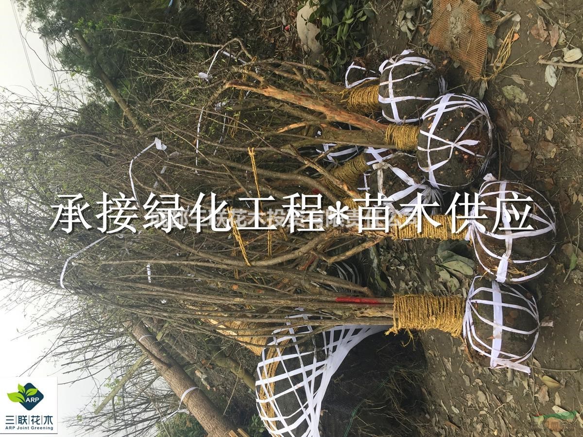 石榴姐  石榴   石榴哥