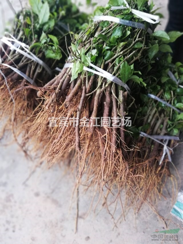 三角梅批发市场 金江园艺专业种植批发三角梅找马贵英