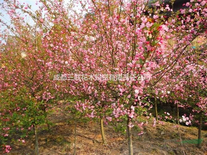 樱花美 樱花美 樱花哪里有基地直销