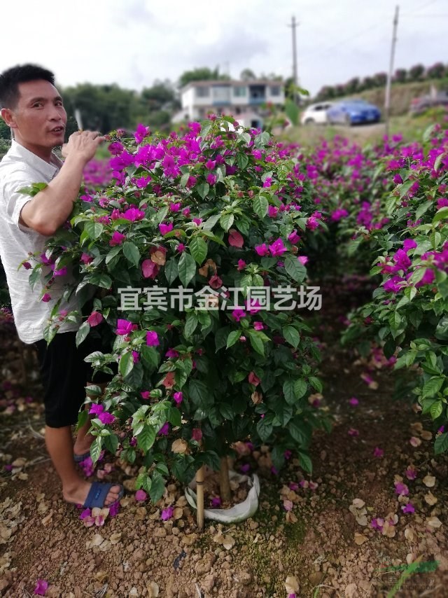 三角梅批发  红色 紫色藤条三角梅金江园艺