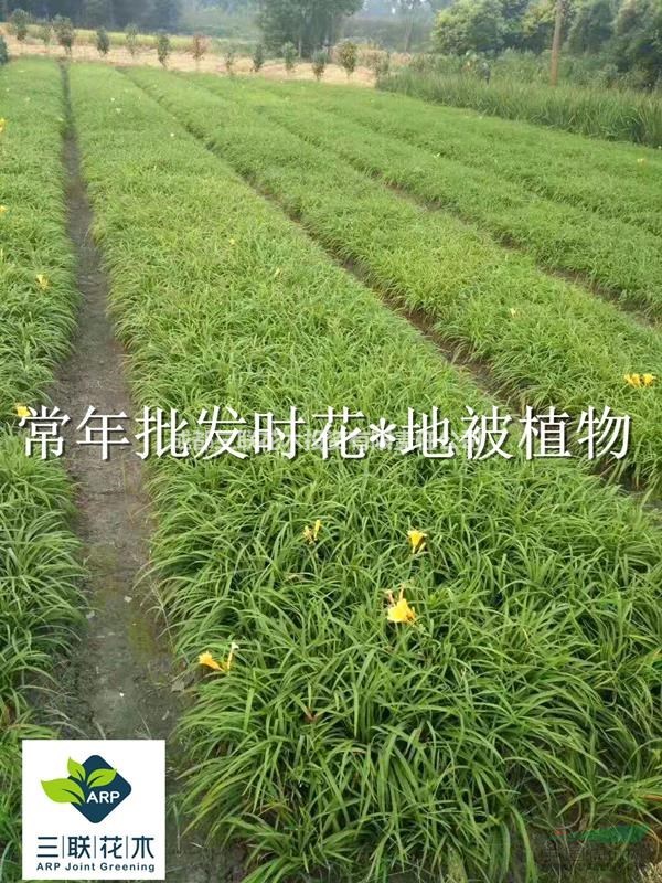 金娃娃萱草 成都基地大量出售 价格美丽