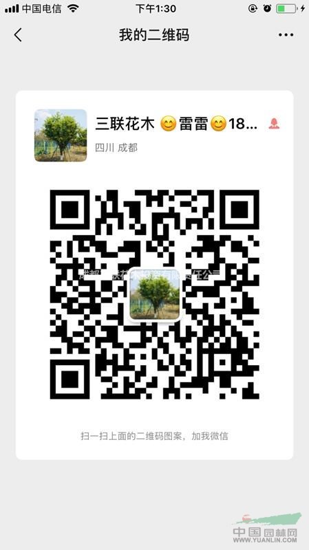 草坪 台湾二号 百慕大 果岭草 混播