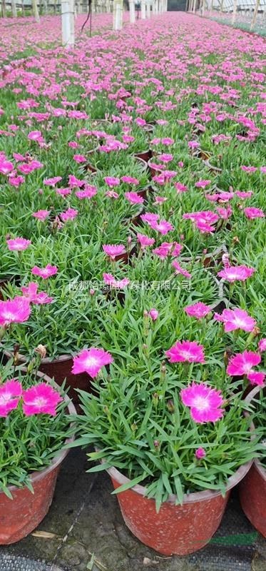 欧石竹多少钱一杯 哪里有欧石竹种植基地 欧石竹批发商