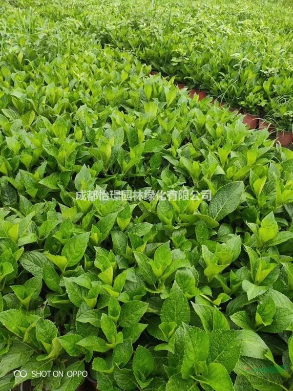 16杯绣球花多少钱一杯 绣球花也称之为无尽夏