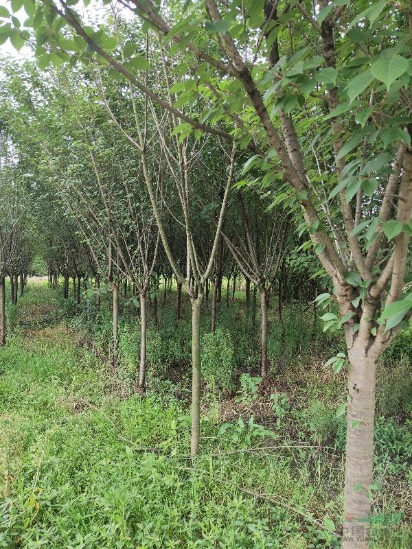 田西瓜家庭农场出售1至3公分龙柱碧桃