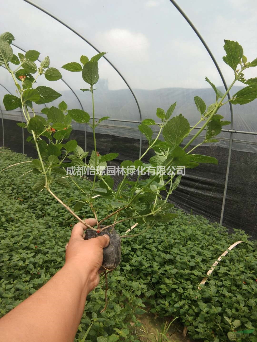 五色梅批量出售 量大从优 质量保证