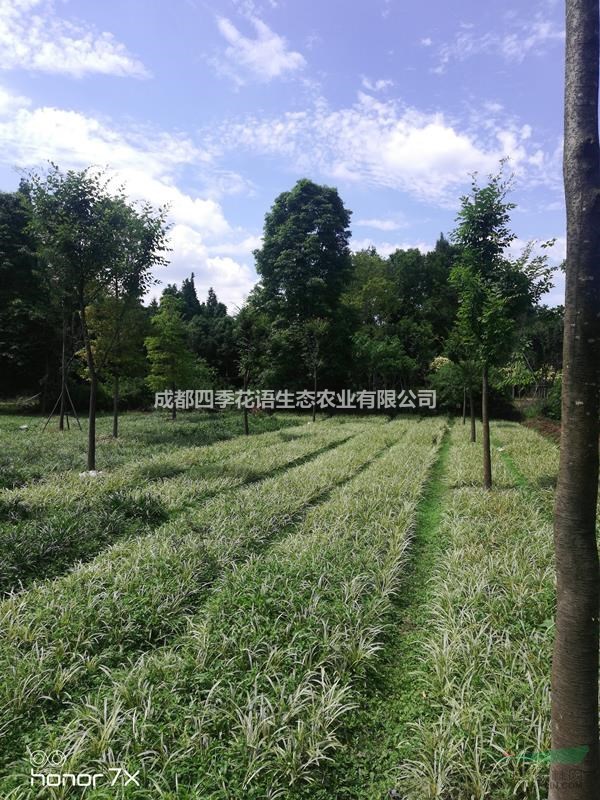 供应金边阔叶麦冬