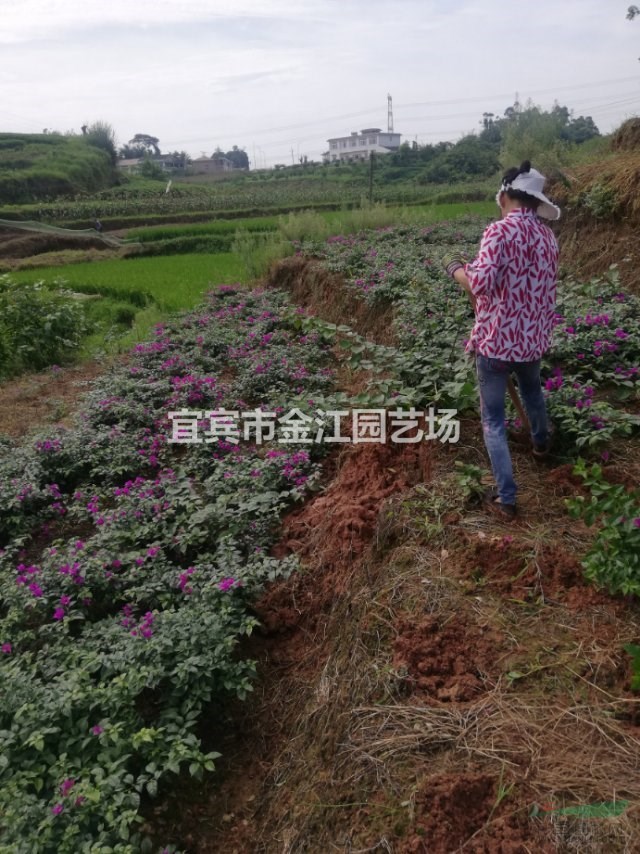 三角梅批发种植基地四川宜宾三角梅蓝花楹批发