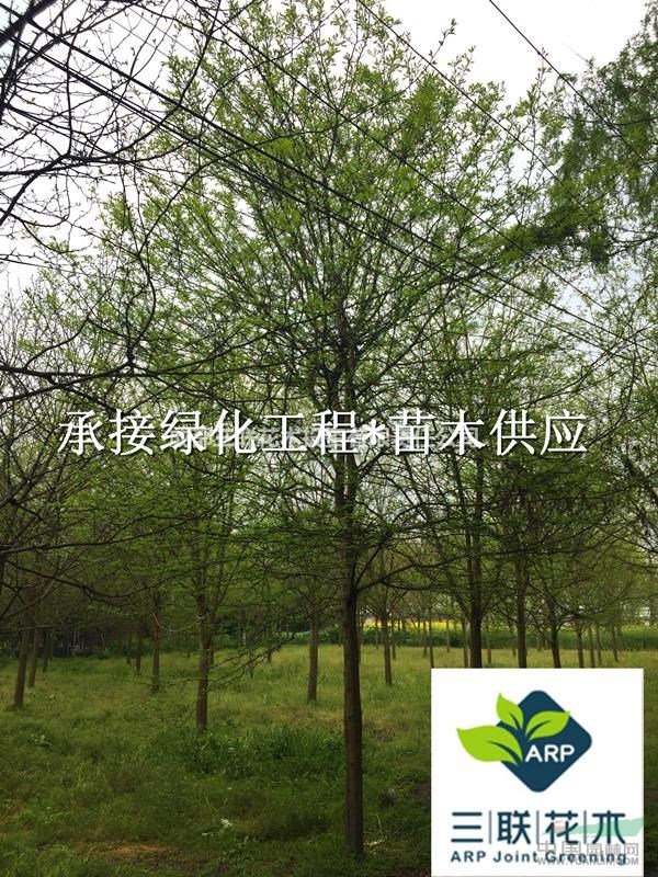 皂角、供应皂荚、成都皂角基地、皂角批发 皂角照片