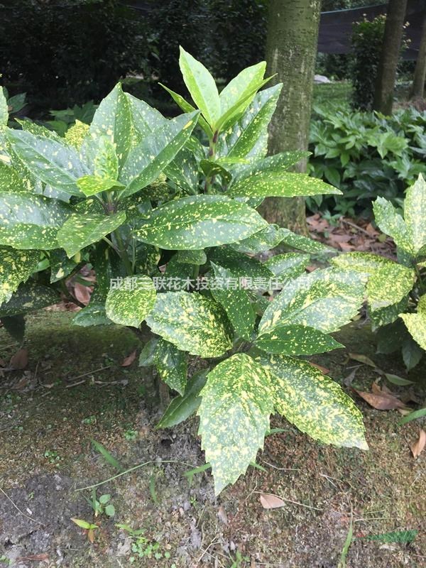 洒金珊瑚种植户、大小规格、洒金珊瑚价格、洒金珊瑚照片