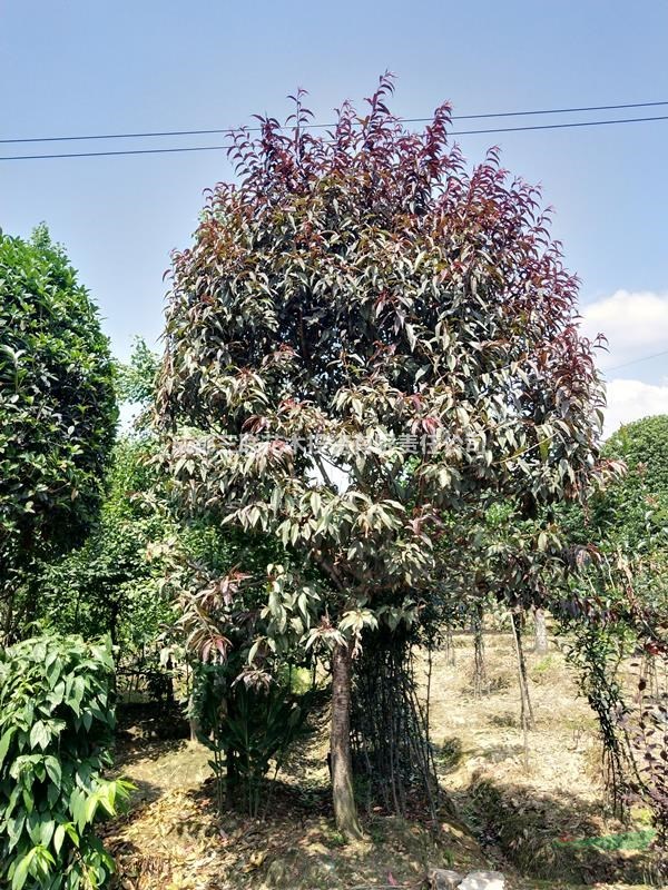 供应青叶碧桃/红叶碧桃、红叶碧桃供应基地、红叶碧桃照片